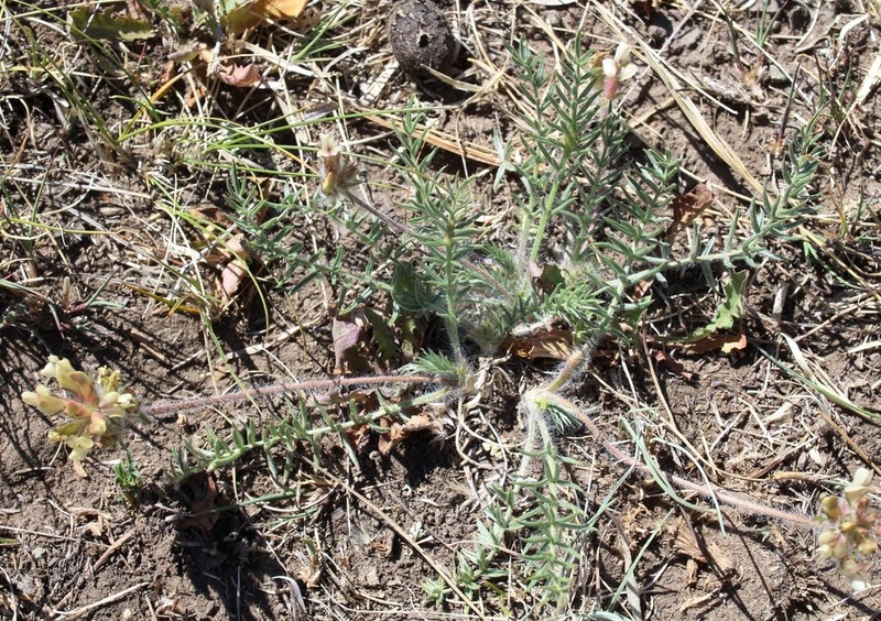 Oxytropis reverdattoi photo 2