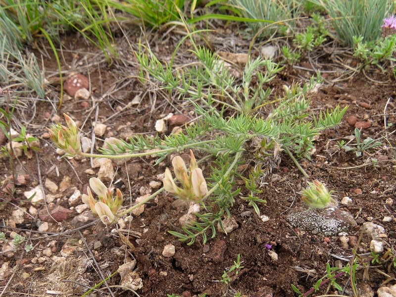Oxytropis reverdattoi photo 3