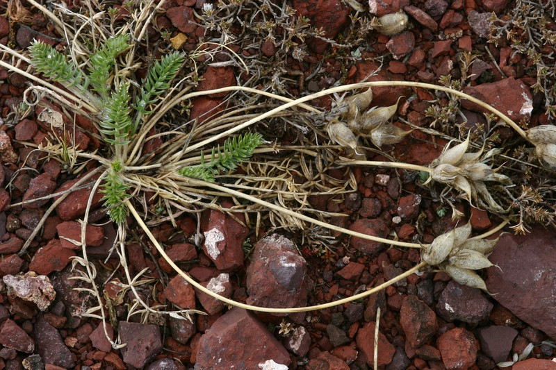 Oxytropis reverdattoi photo 4