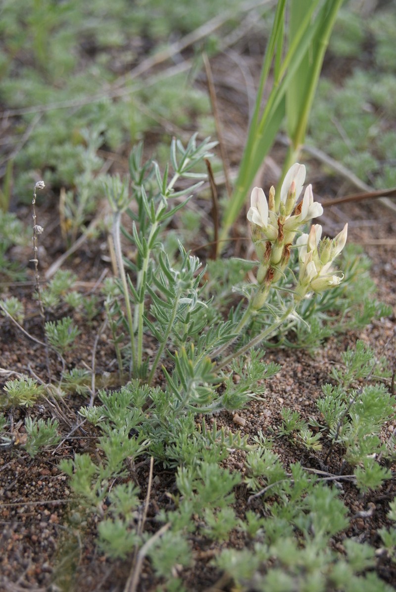 Oxytropis reverdattoi photo 5