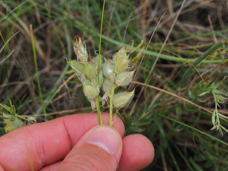 Oxytropis reverdattoi photo 6