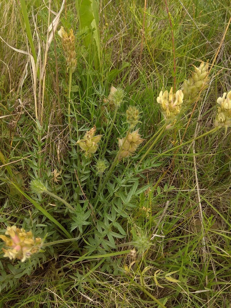 Oxytropis reverdattoi photo 8