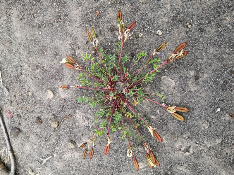 Oxytropis revoluta