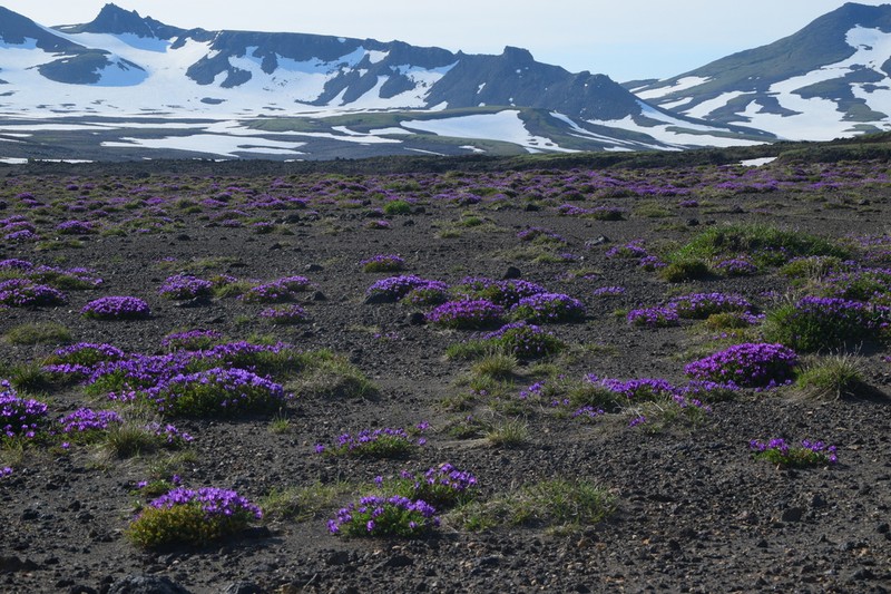 Oxytropis revoluta photo 2