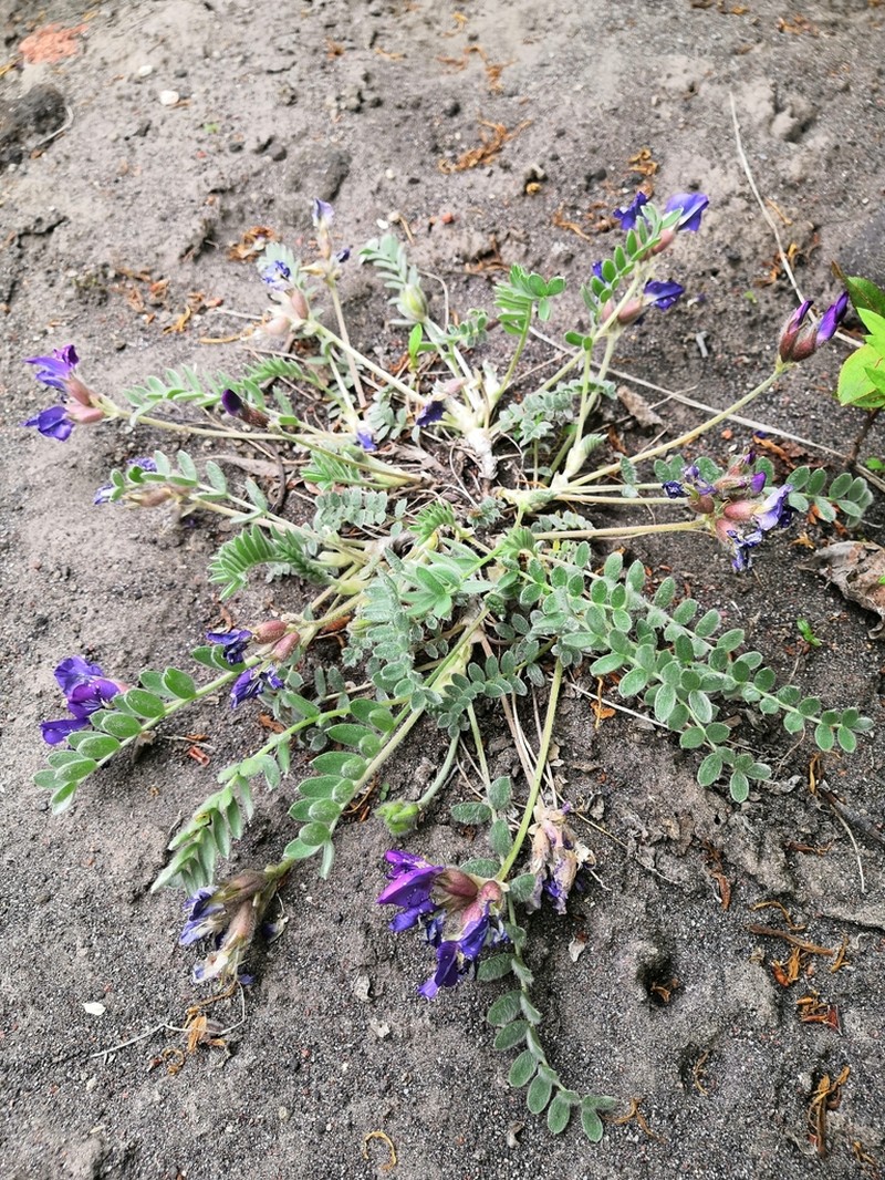 Oxytropis revoluta photo 3