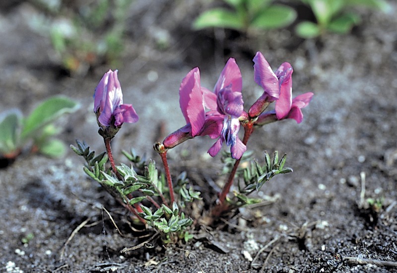 Oxytropis revoluta photo 5