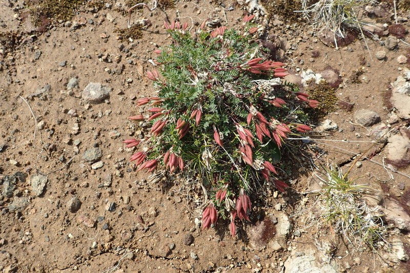 Oxytropis revoluta photo 6