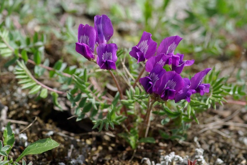 Oxytropis revoluta photo 7