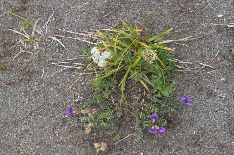 Oxytropis revoluta photo 8