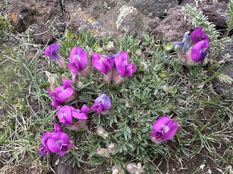 Oxytropis rhizantha