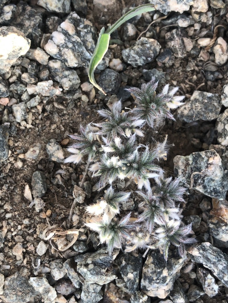 Oxytropis rhizantha photo 2