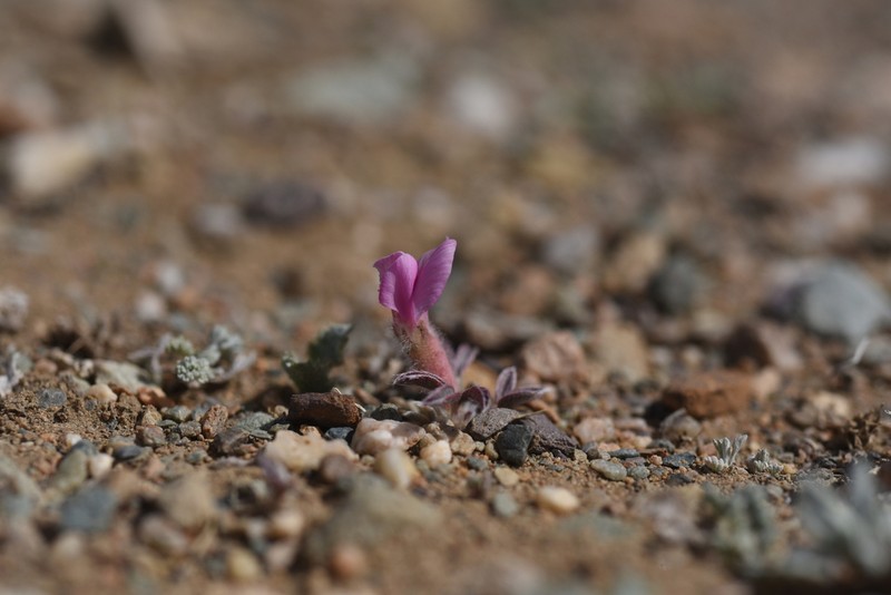 Oxytropis rhizantha photo 3