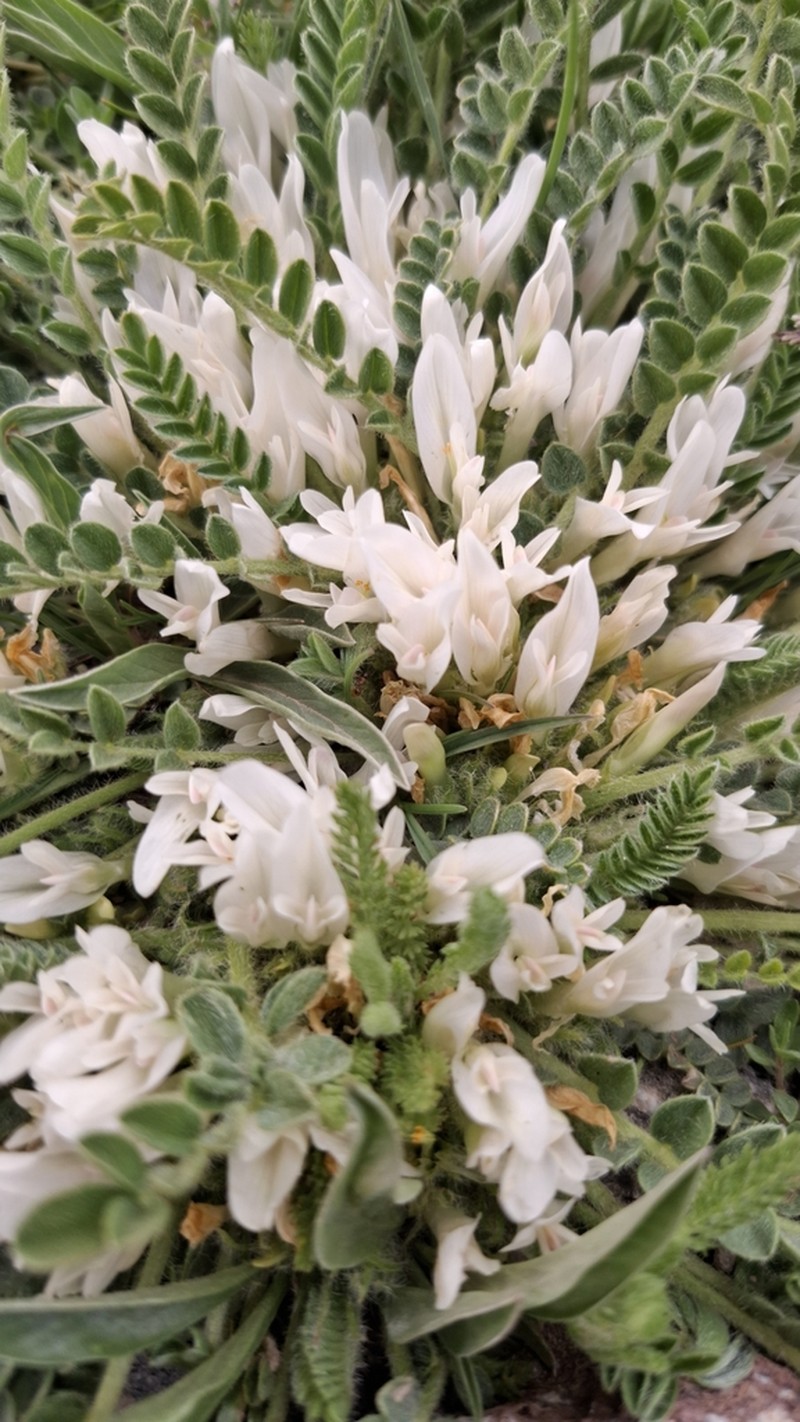 Oxytropis rhodontha