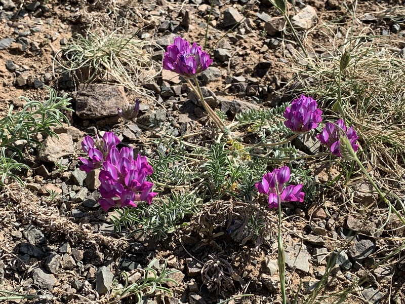 Oxytropis rhynchophysa photo 2