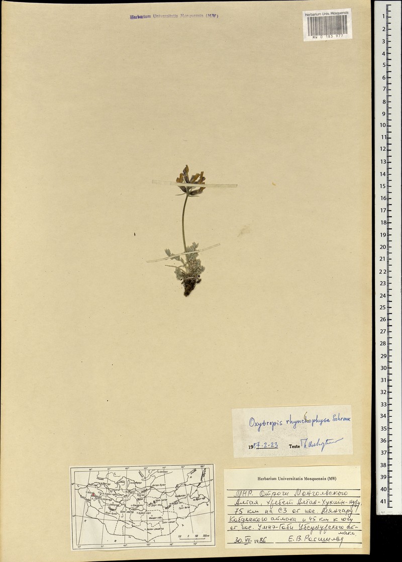 Oxytropis rhynchophysa photo 3