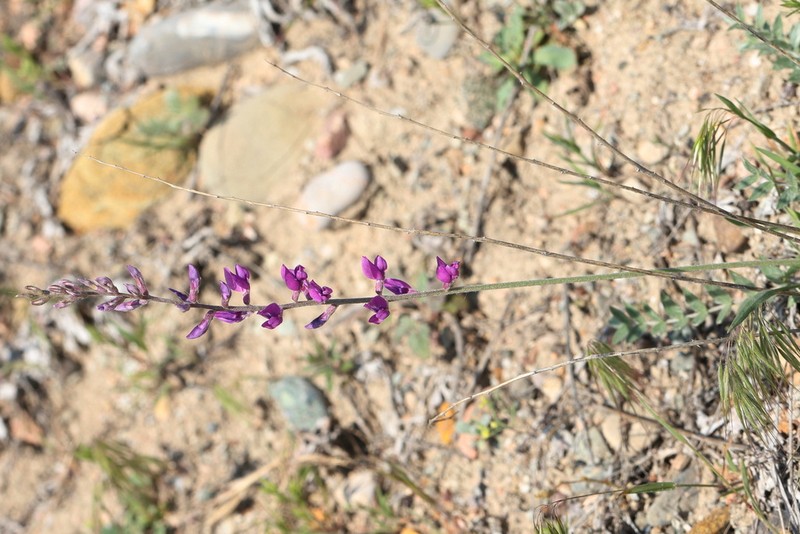 Oxytropis rosea photo 2