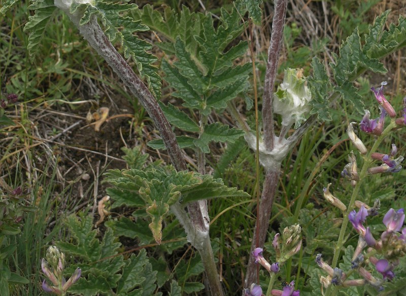 Oxytropis rosea photo 3