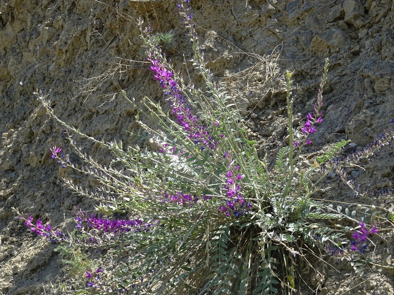 Oxytropis rosea photo 4