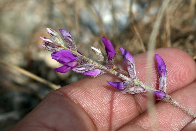 Oxytropis rosea photo 5