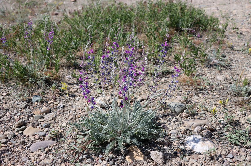 Oxytropis rosea photo 6