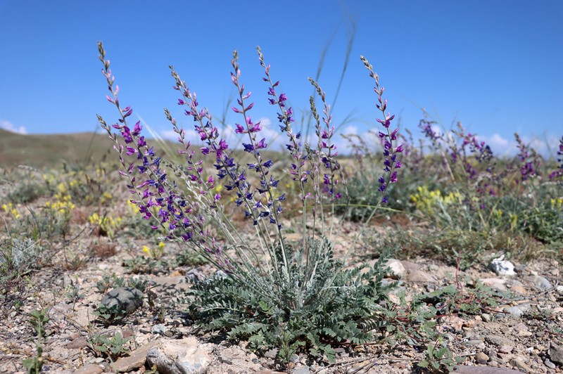 Oxytropis rosea photo 7