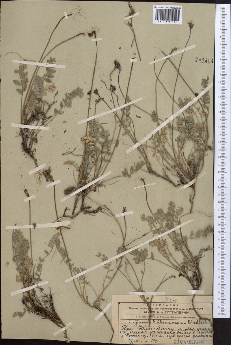Oxytropis ruebsaamenii photo 2