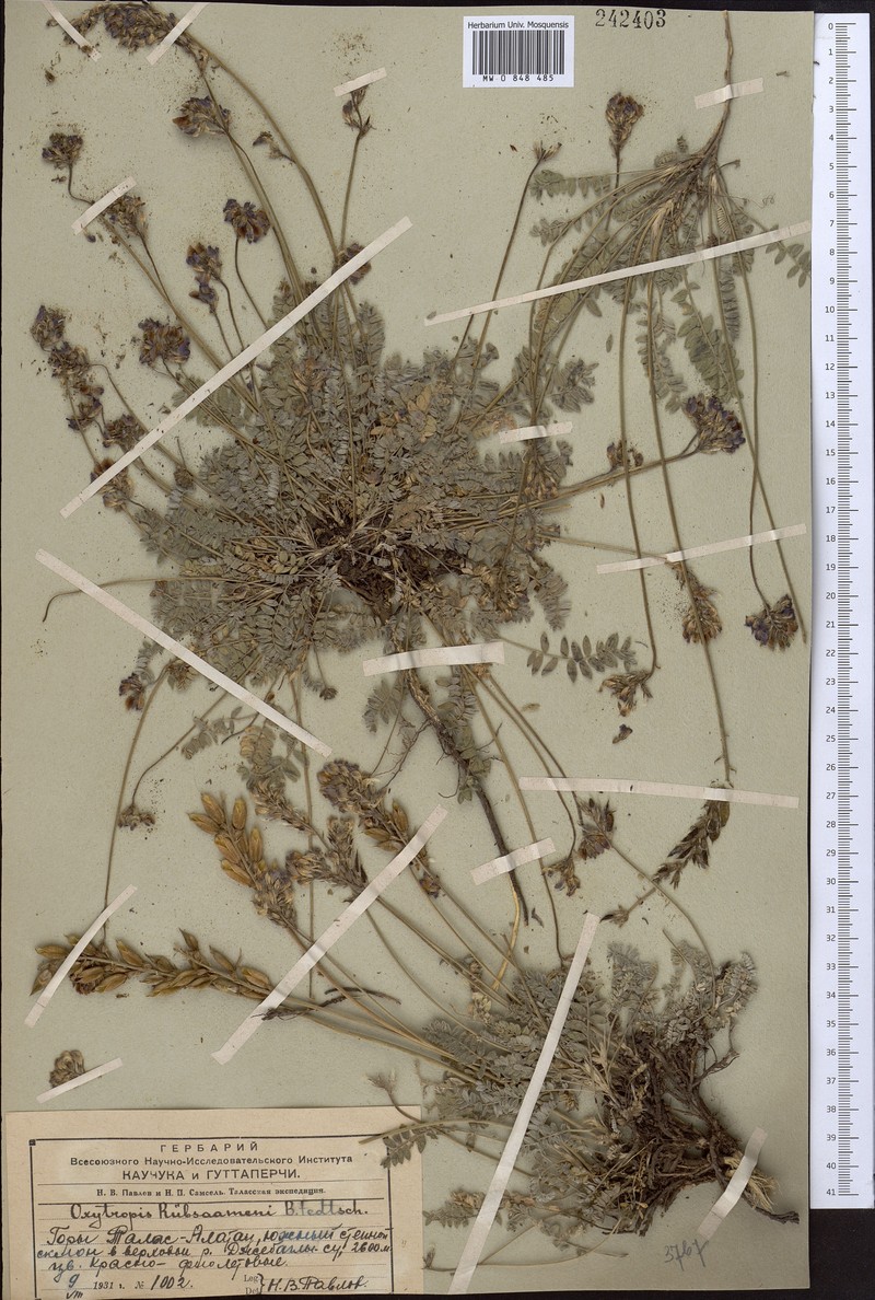 Oxytropis ruebsaamenii photo 3