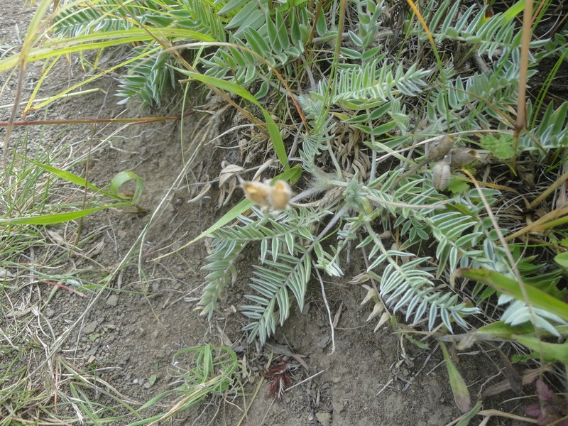Oxytropis ruthenica
