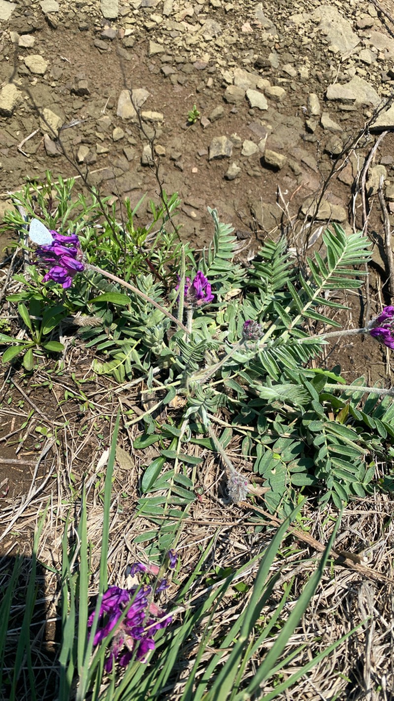 Oxytropis ruthenica photo 2