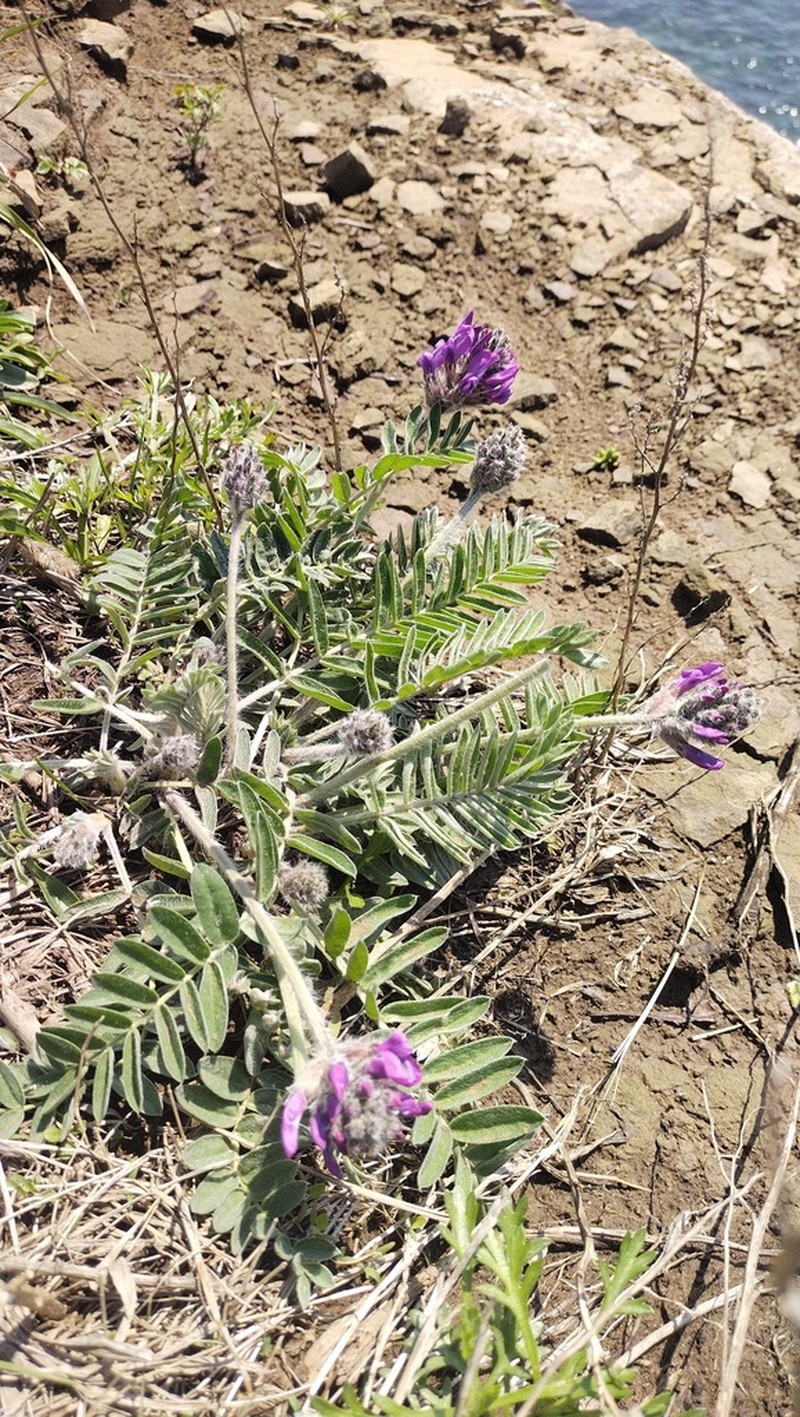 Oxytropis ruthenica photo 3