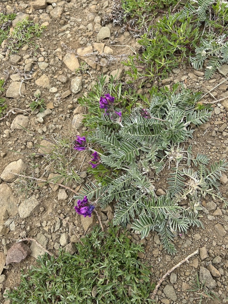 Oxytropis ruthenica photo 4
