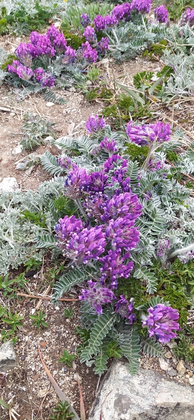 Oxytropis ruthenica photo 5