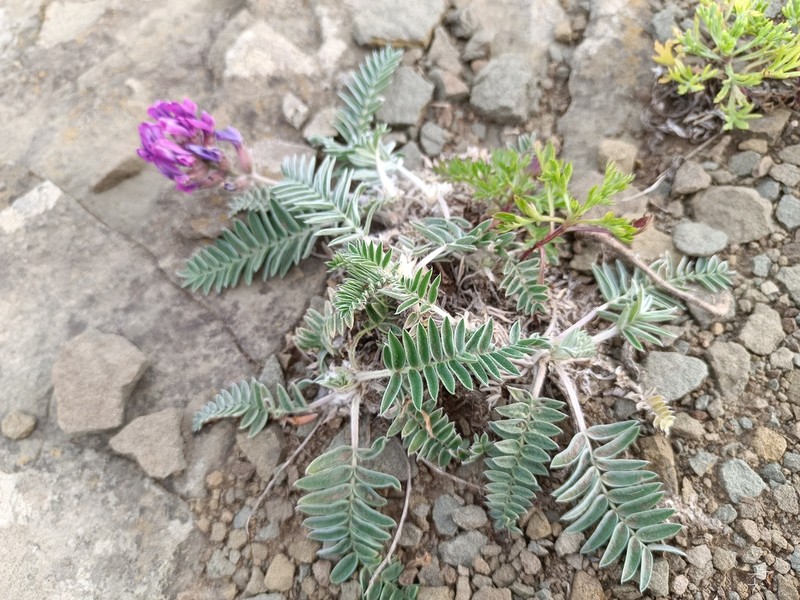 Oxytropis ruthenica photo 6