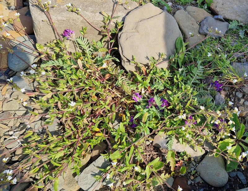 Oxytropis ruthenica photo 7