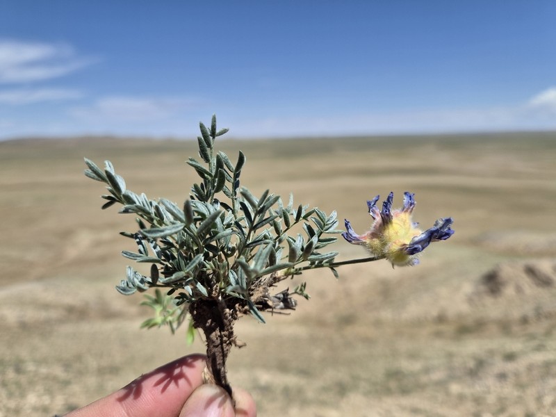 Oxytropis sacciformis