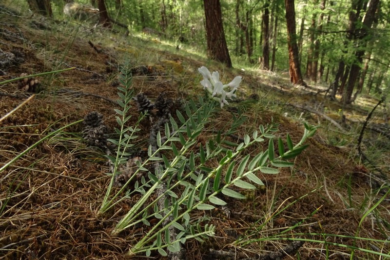 Oxytropis sajanensis photo 2