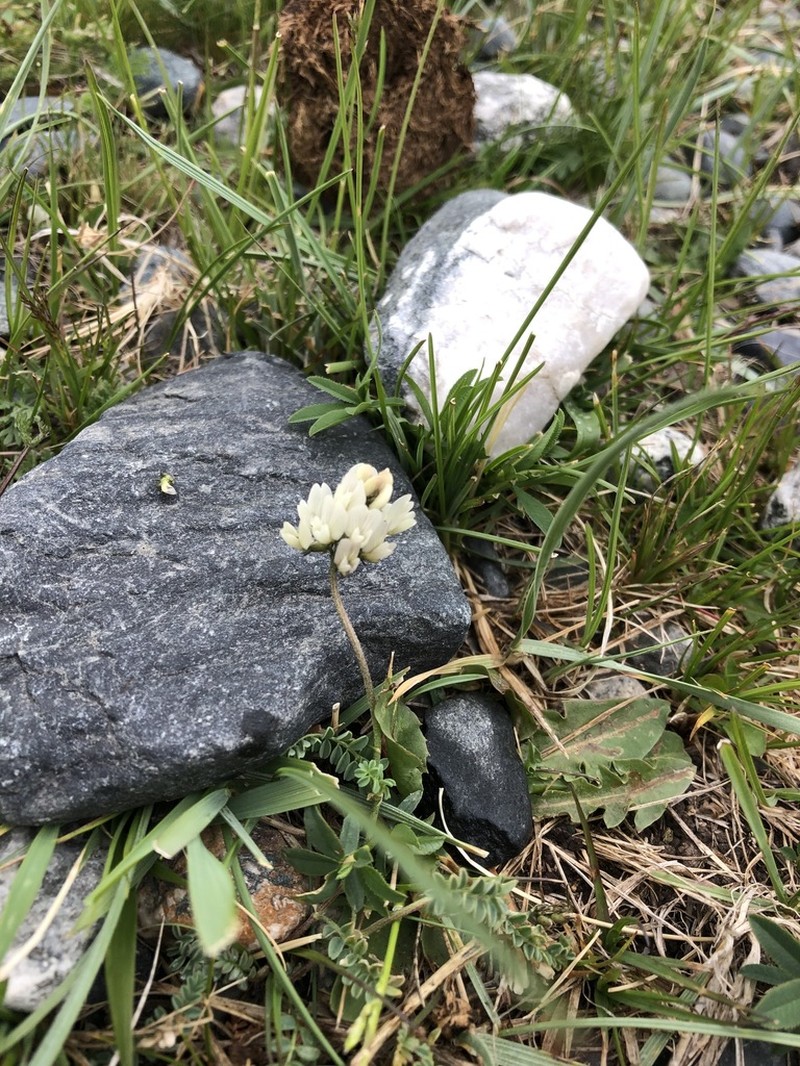 Oxytropis sajanensis photo 3