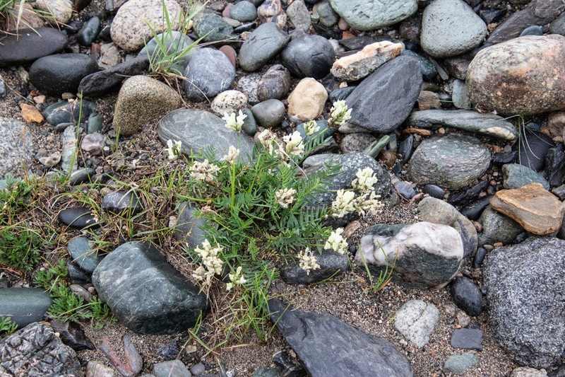 Oxytropis sajanensis photo 4