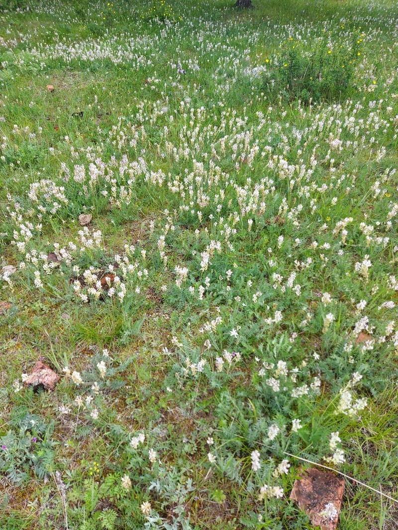 Oxytropis sajanensis photo 6
