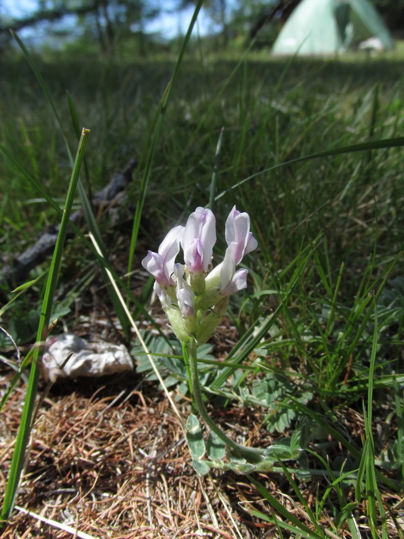 Oxytropis sajanensis photo 7