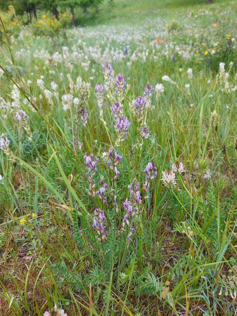 Oxytropis sajanensis photo 8