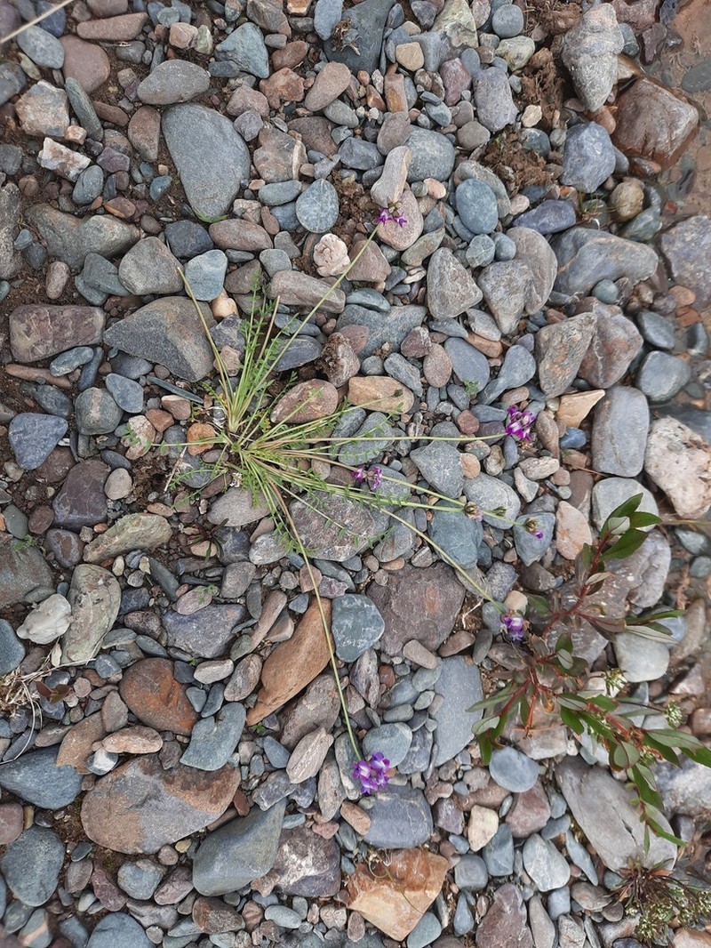 Oxytropis saposhnikovii photo 2
