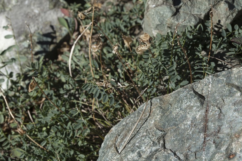Oxytropis saposhnikovii photo 3