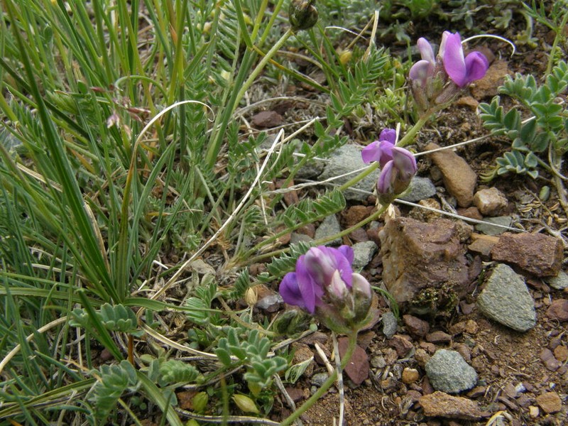 Oxytropis saposhnikovii photo 4