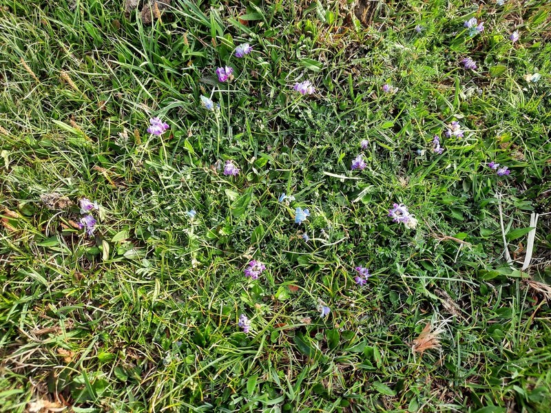 Oxytropis saposhnikovii photo 5