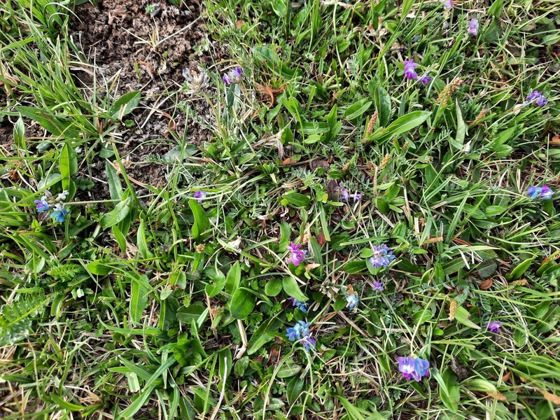 Oxytropis saposhnikovii photo 6