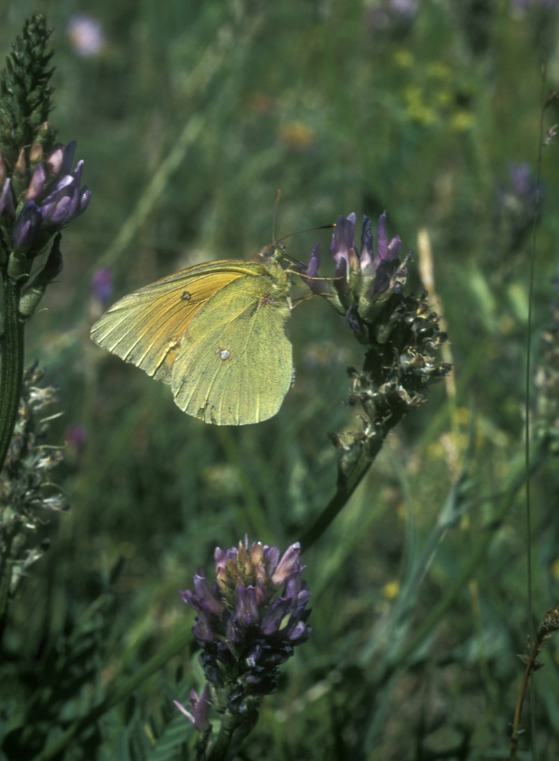 Oxytropis saposhnikovii photo 7