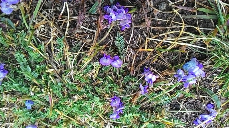 Oxytropis saposhnikovii photo 8