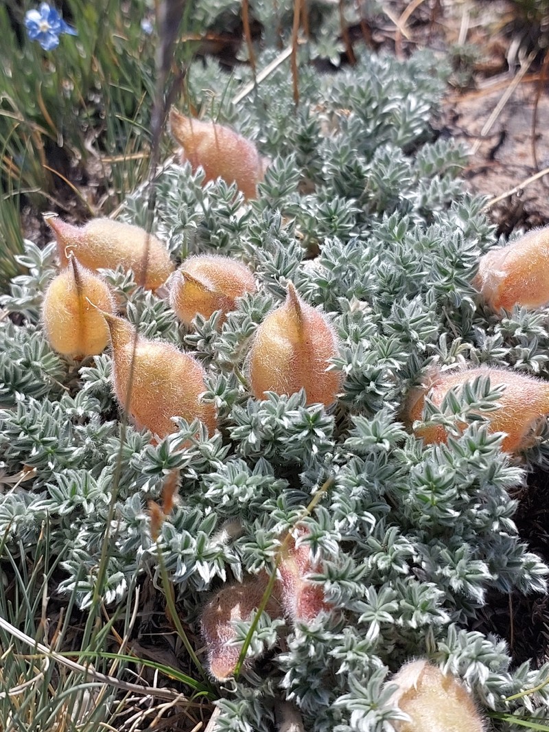 Oxytropis satpaevii photo 2