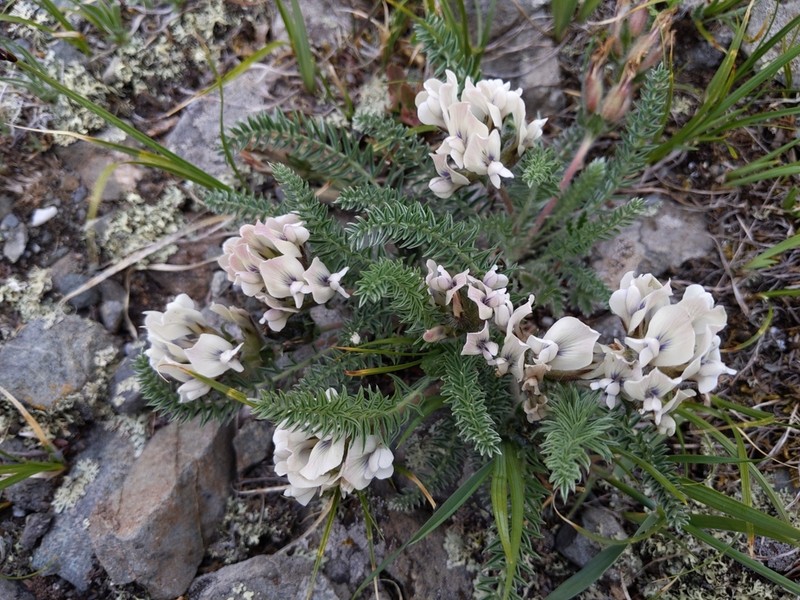 Oxytropis saurica